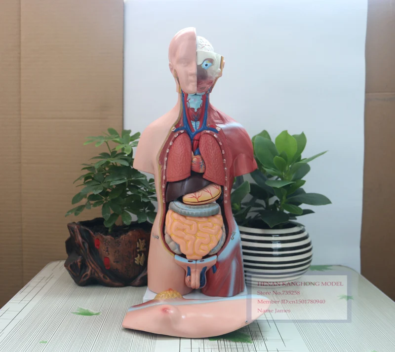 Туловище унисекс 45 см 23 детали тело человека|human body anatomy|human torsohuman torso model |