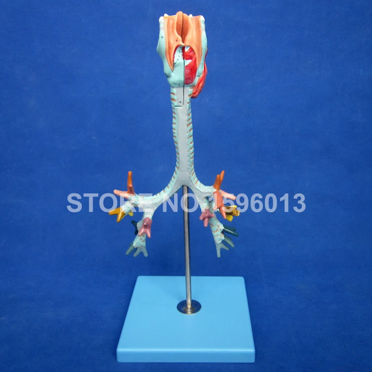 HOT Anatomical Bronchus Model,Larynx, Trachea and Bronchial Tree Model