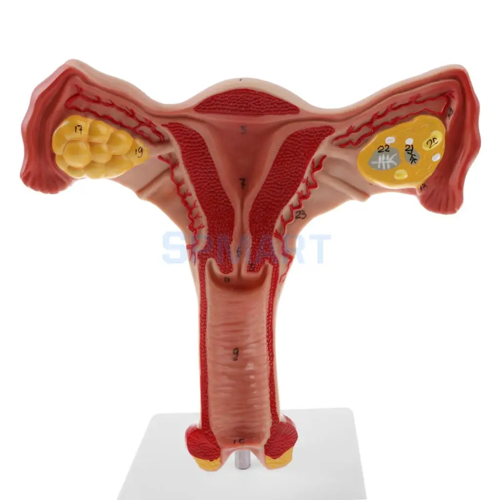 PVC Simulation 1:1 Human Female Uterus Ovary Fallopian Tubes Model Anatomical Study Display for School Teaching Tool Lab Supply