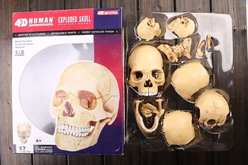 

3d human skul model 17 pcs assembled Human Anatomy dimensional model