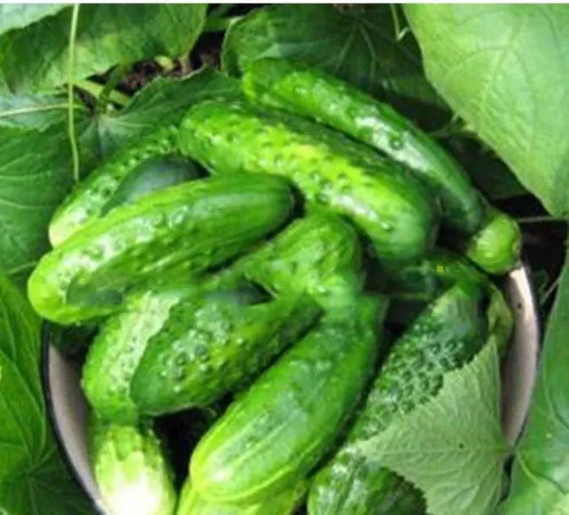 Mini Cucumber Seeds, 100pcs/pack