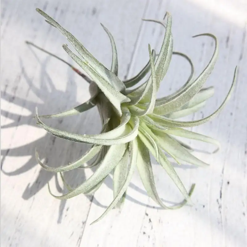 2019 Lanlan Artificial Pinele Gr Air Plants Fake Flowers As We Provide You With The Best Product And Service If Have Any Problem Please Let Us Know Will Solve Asap Thank So Much