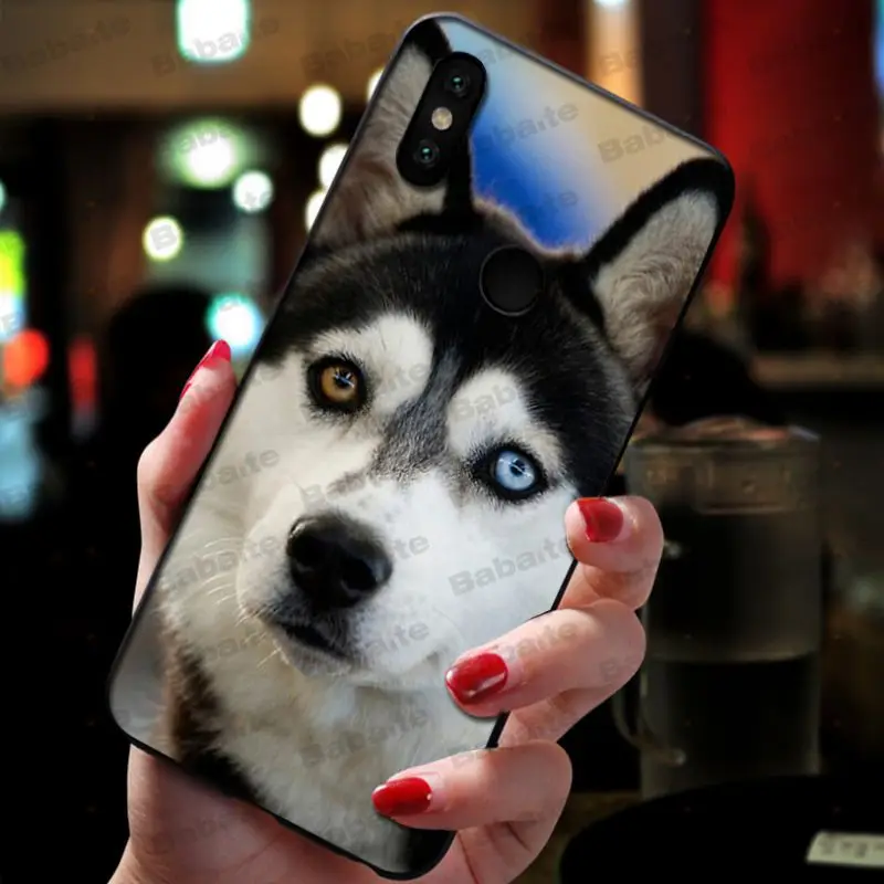 Animal Husky cute Puppy Dog