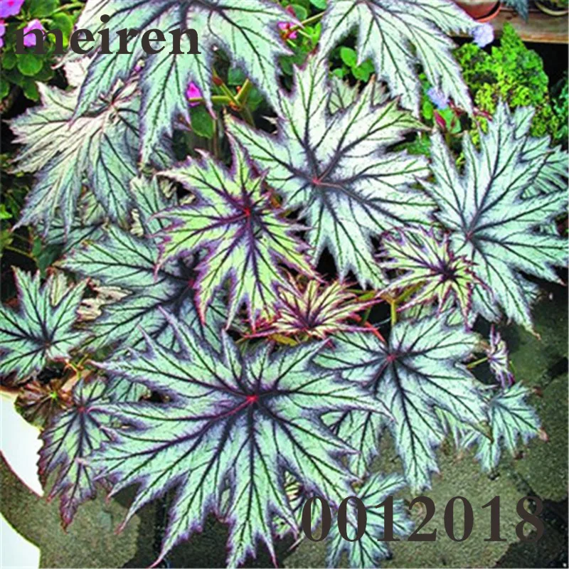 100 Pcsbag Begonia Bonsai Flower Plant Garden Terrace Color Leaf Potted