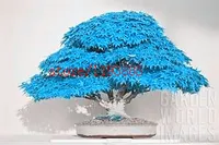 Семена дерева бонсай (Много положительных отзывов)