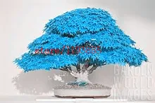20pcs/bag bonsai blue maple tree seeds Bonsai tree seeds. rare japanese sky blue maple seed. Balcony plants for home garden