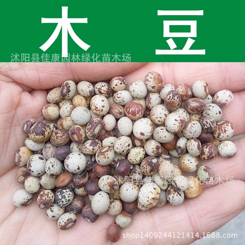 Herbs Pigeonpea Seed Slope Shrub Seeds Authentic Re Mung Bean Tree Beans Rong Guan Yin Real Shot 0g Pack Seed Plant Seeds Appleseed Planter Aliexpress Herbs Pigeonpea Seed Slope Shrub Seeds Authentic Re Mung Bean Tree Beans Rong Guan Yin Real Shot 0g Pack Seed Plant Seeds Appleseed Planter Aliexpress