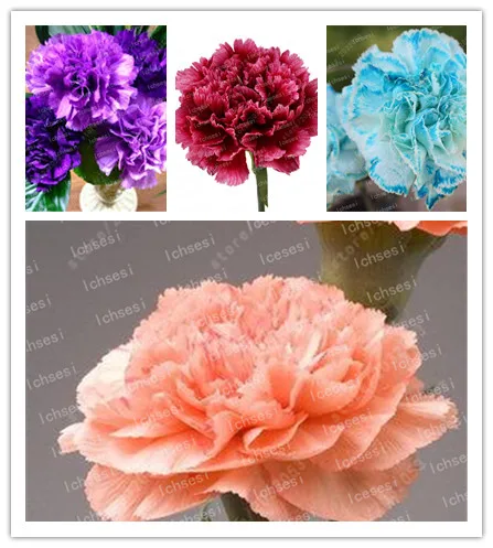 

200 pcs Mixed Carnation Flower, bonsai Carnation flower Bonsai, florists Flower Perfumed Garden,plant for home garden