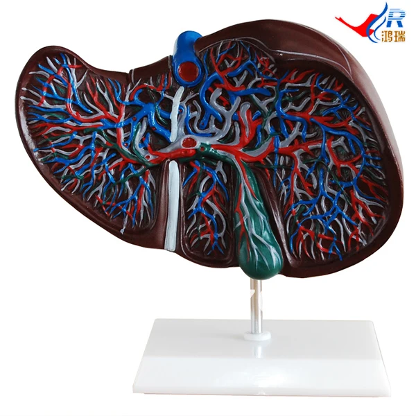 

ISO Human Liver Model, Anatomical Liver Model