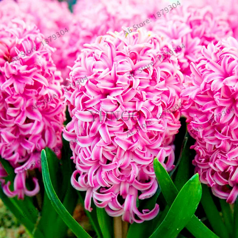 100 шт./пакет гиацинт сад самый лучший прорастить Пруд аквариум flores семена многолетника для внутренних помещений дома цветы горшки для бонсай растения - Цвет: 14