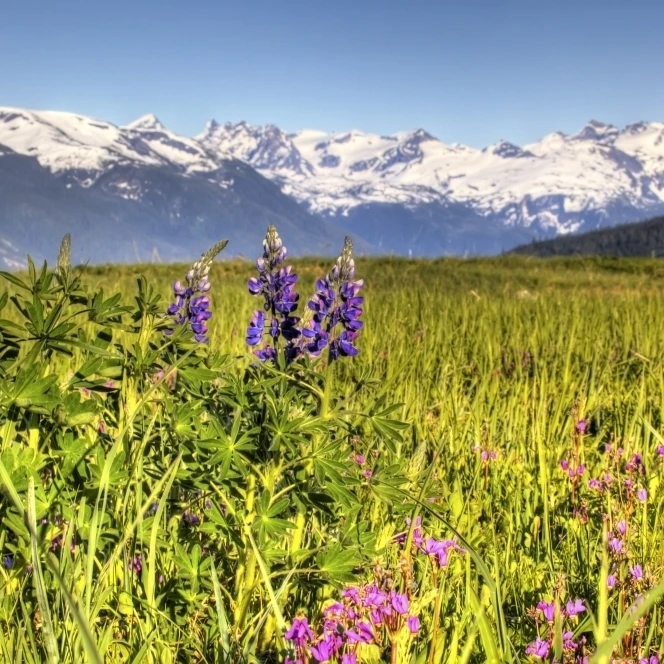 Scenic View Of A Wildflower Meadow And Mountains Near Haines  Alaska During Summer  Hdr Image Poster Print (17 x 11)