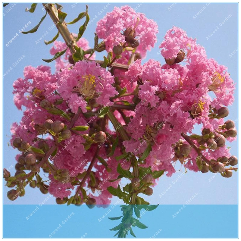 

ZLKING 100pcs Crepe Myrtle Crape Tree Bonsai flower Perennial Bush Shrub bonsai garden Lagerstroemia