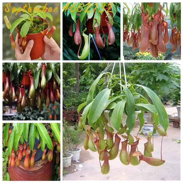 

100 Pcs Striped Nepenthes Bonsai Eating Mosquito Carnivorous Plants Tropical Pitcher Plant Catch Insect Garden Bonsai Potted