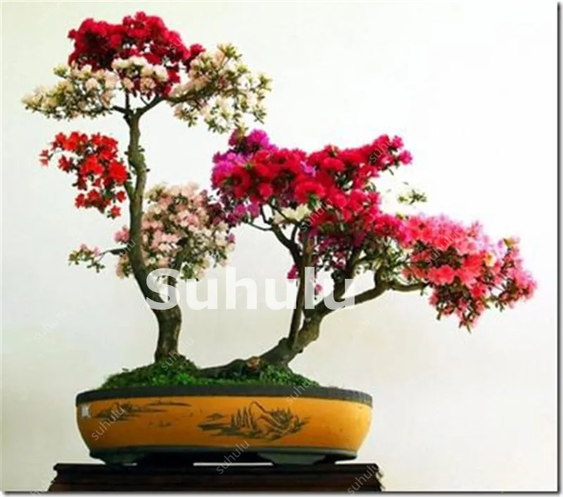 20 Pcs Mini Bonsai Tree Japanese Sakura Plant Rare Cherry Blossoms Flowers Plant In Bonsai,Pink Prunus Serrulata For Desk, Home