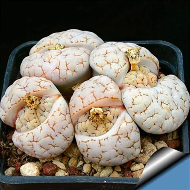 200 szt rzadkie żywe kamienie mix Lithops Bonsai kwitnący kwiat soczysty Cactus Organic Garden luzem Bonsai dla domu ogród tanie i dobre opinie Bardzo proste Wykluczone Strzelec Konserwy roślin Wieloletnich Courtyard Subtropikalnych Soczyste rośliny Rośliny ogrodowe 200 szt rzadkie żywe kamienie mix Lithops Bonsai kwitnący kwiat soczysty Cactus Organic Garden luzem Bonsai dla domu ogród tanie i dobre opinie Bardzo proste Wykluczone Strzelec Konserwy roślin Wieloletnich Courtyard Subtropikalnych Soczyste rośliny Rośliny ogrodowe