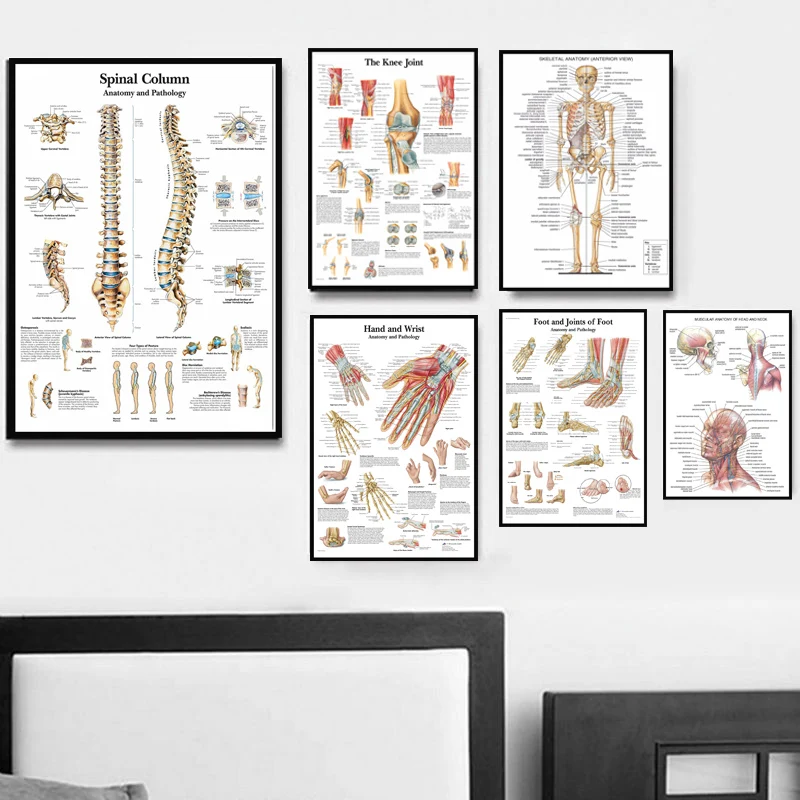 

Posters and Prints Anatomical Chart Human Body Anatomy Medical Hot Poster Wall Art Picture Canvas Painting For Room Home Decor