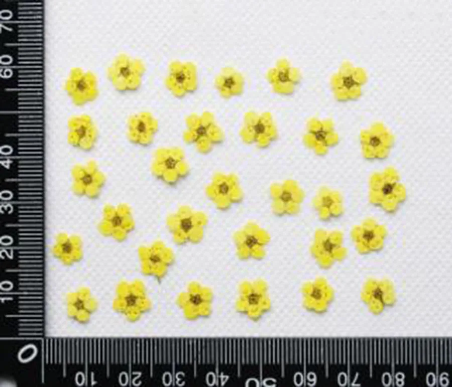 60 шт прессованный высушенный 4-8 мм Мини Нарцисс Jonquilla цветок гербарий из растений для ювелирных изделий открытка с пригласительным билетом чехол для телефона DIY