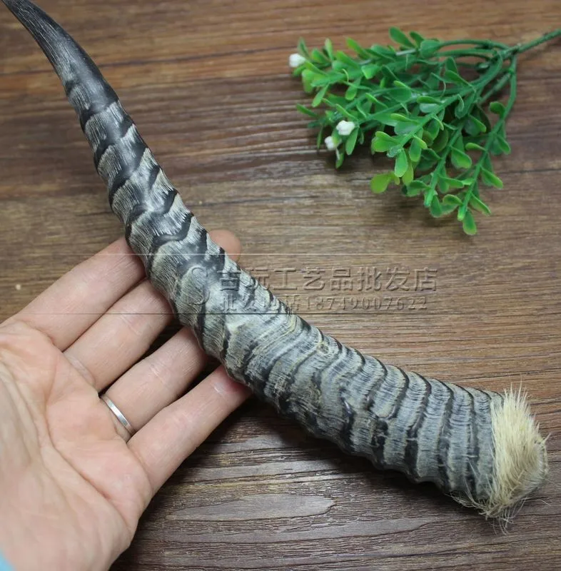 

A Home Furnishing handicrafts China three generation natural wild goat horn