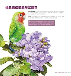 アフリカ花塗装鳥 カラー鉛筆画本 鉛筆スケッチチュートリアル 手描き色イラスト技術 Painting Book Art Bird Booksbook Book Aliexpress