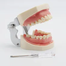 Стоматология лаборатория Студенческая Учебная практика мягкая резинка зубы модель замена зубов