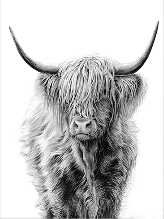 Black White Highland Cow