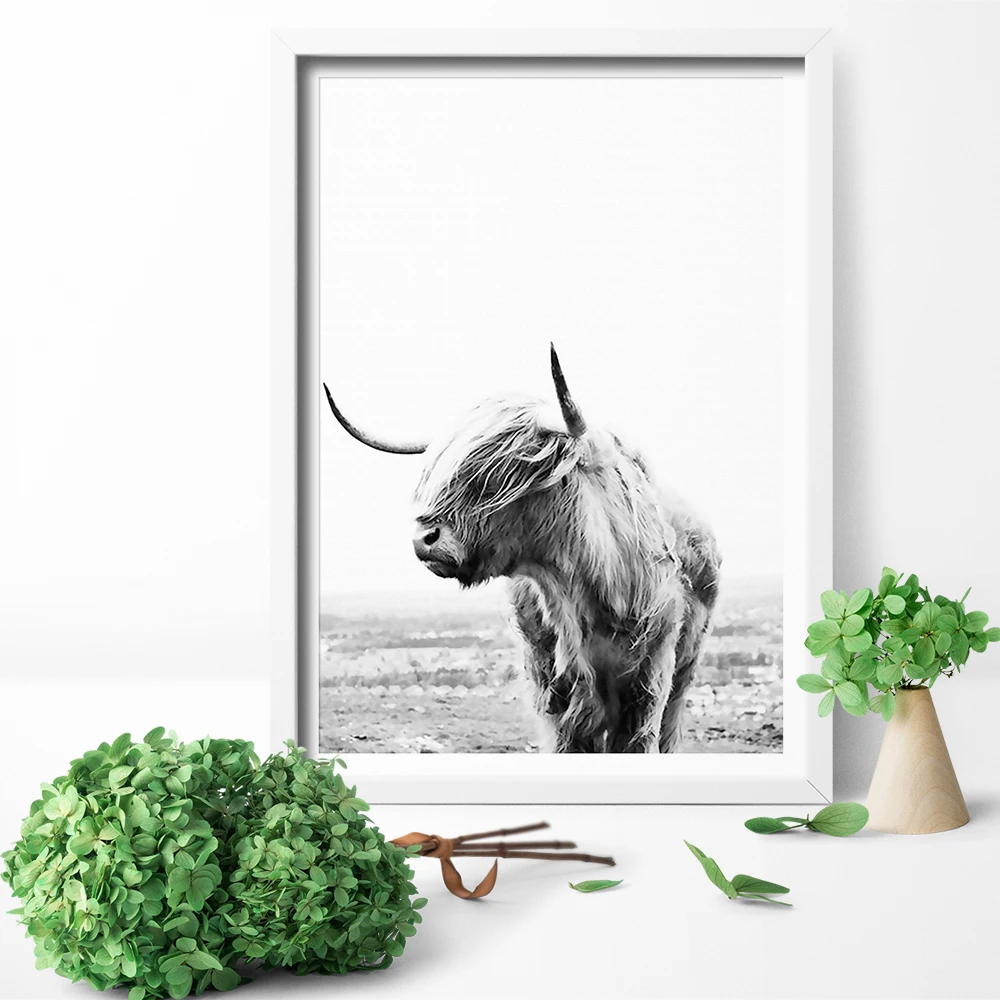 Hd Printed Wall Art Highland Cow Print And Poster Cattle Canvas
