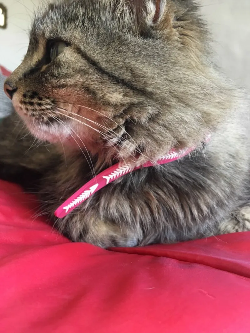 cat collar (4)