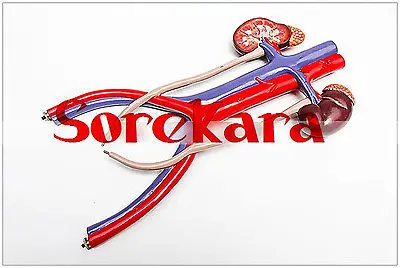 

1:1 Human Anatomical Stereo Urinary System Organ Viscera Medical Teach Model School Hospital