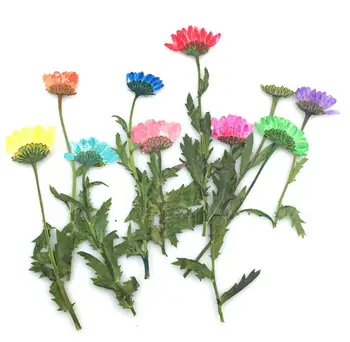 

100pcs Pressed Dried Daisy Flower Plants Herbarium Times Gems Jewelry Pendant Bracelet Rings Earrings Flower Making Accessories