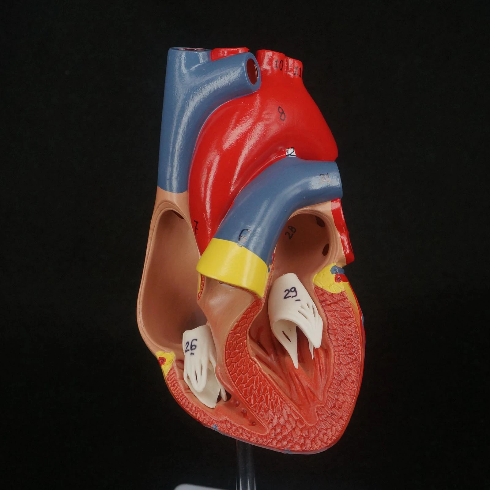 PVC 2 Part Life Size Human Heart Anatomy Model Mounted on White Base