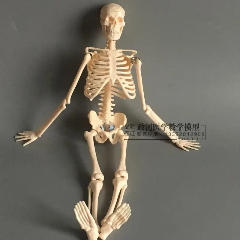 

45cm Skeleton Model Artistic Human Body Skeletal Model