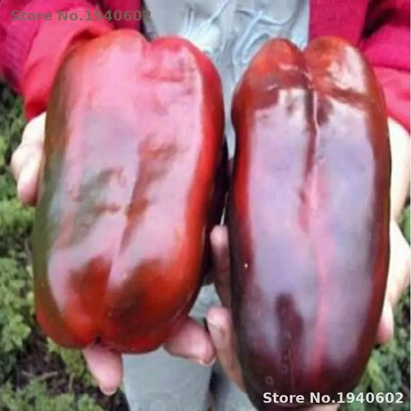 

1 Pack, 100pcs / pack, Russian Giant Sweet Pepper bonsai, Organic Heirloom Krasnyy Velikan Chili Indoor Plants Flowers