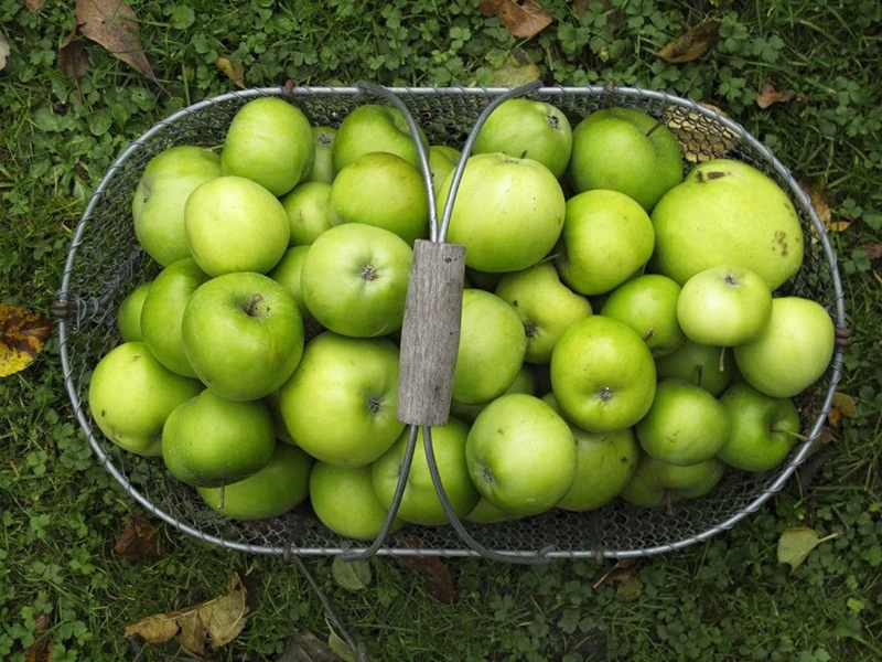 USDA и EC Сертифицированные Органические полифенолы яблока 60