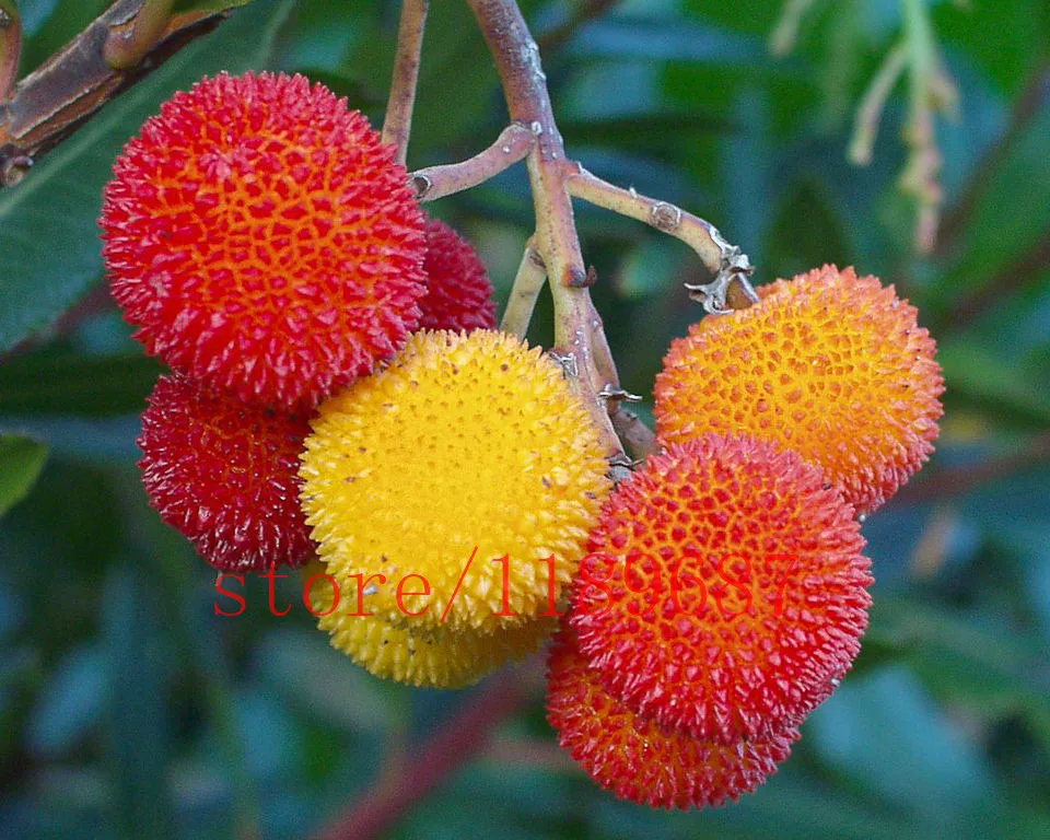 

200 pcs/bag red bay fruit,strawberry Organic fruit and vegetable Natural growth plant for home garden