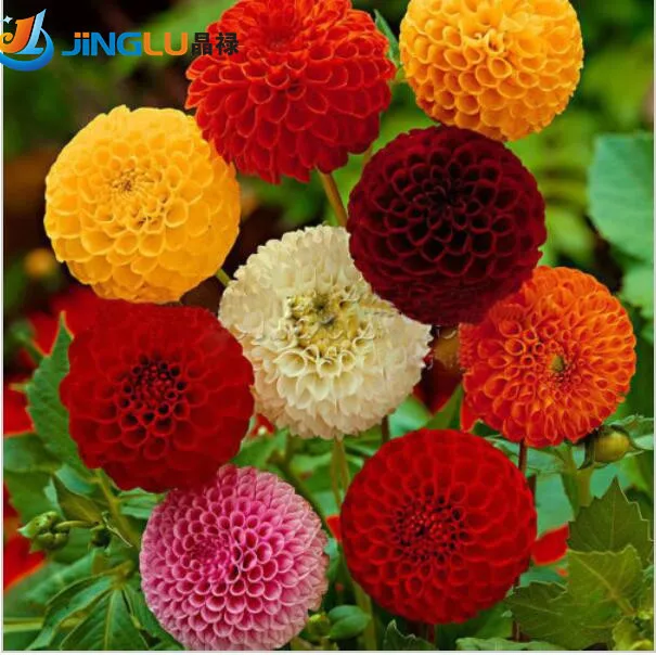 100 Dahlia семена Помпон ~ красивые сады, великолепный цветок, цвет смешивания, главная сад