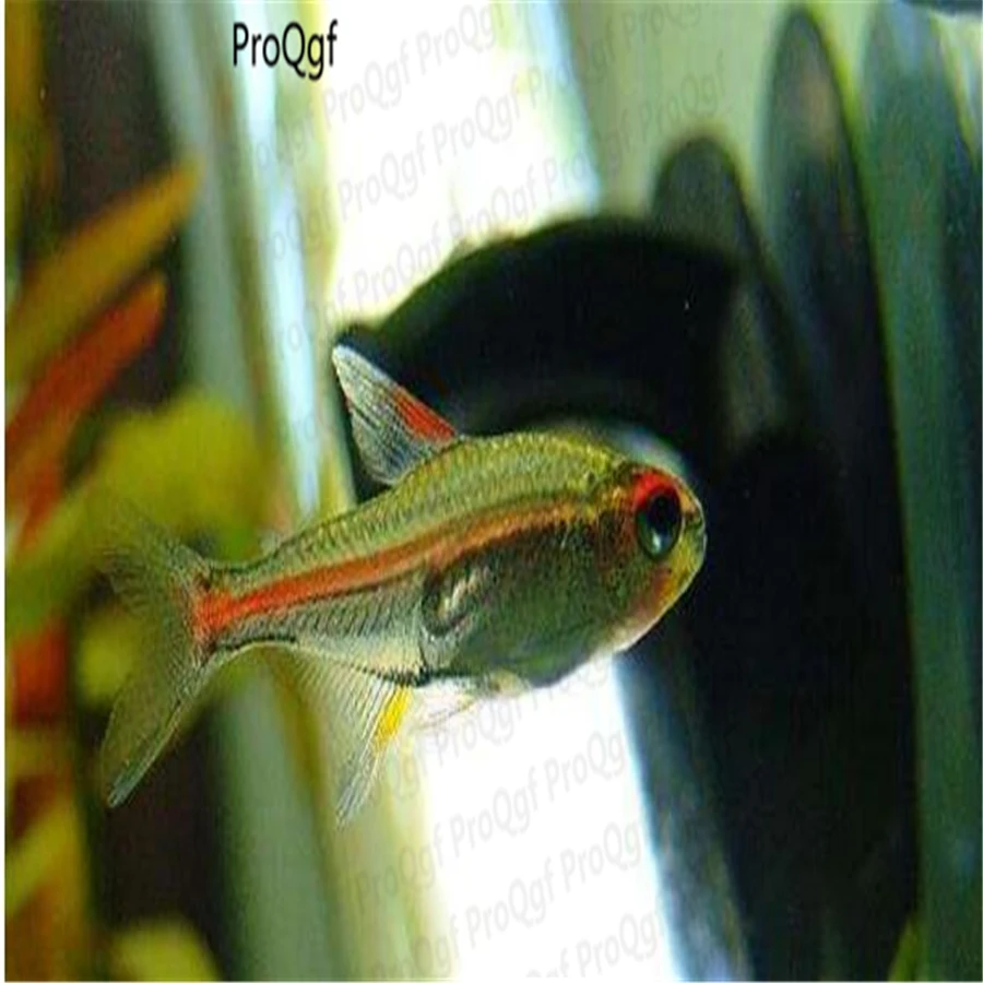 

100Pcs A Set Glowlight tetras
