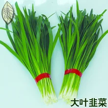 Large leaved Chinese chive continuous harvest Warming liver and kidney courtyard balcony potted vegetable bonsai 100pcs