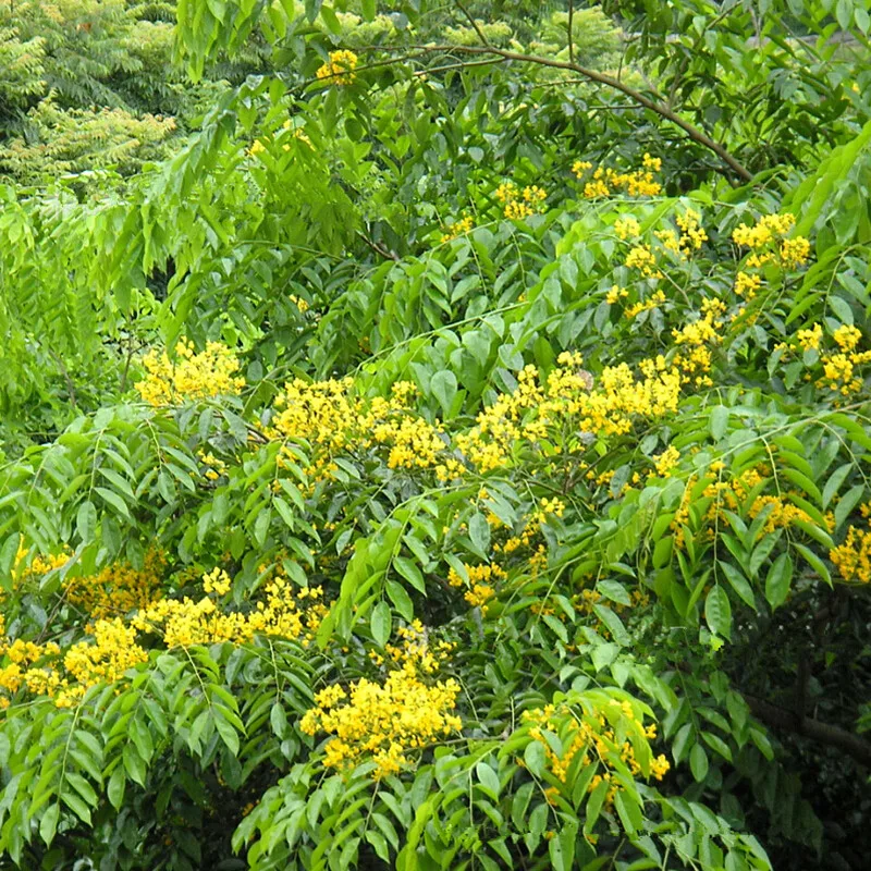 Compare Prices on Rosewood Tree Online Shopping/Buy Low Price Rosewood