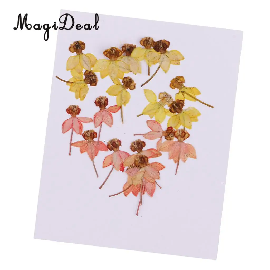 20pcs Beautiful Dancing-Doll Orchid Real Pressed Flower Dried Flowers for Art Craft Scrapbooking Resin Jewelry Making Phone Case
