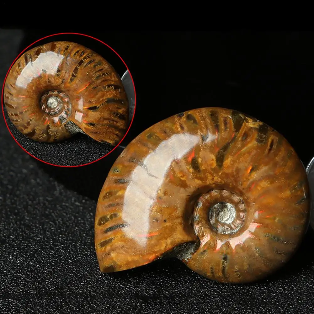 2.6-3 .5 cm/1.02- 1.38in Spiral Ammolite Natural Ammonite Fossil Pure Handicraft Pieces Played on Palms | Дом и сад