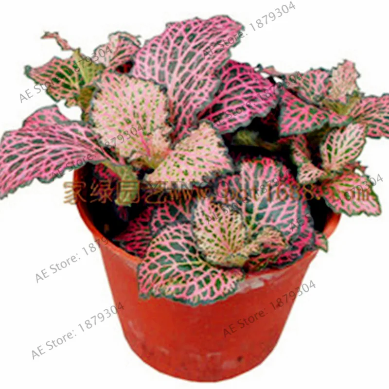 100 шт./пакет фитотонина verschaffeltii сад, многолетнее растение-бонсай для использования в помещении или на открытом воздухе, декоративные растения