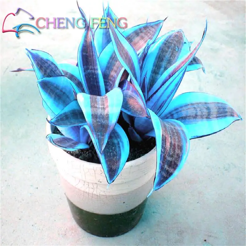 50pcs high quality Sansevieria seeds indoor plants Radiation Protection Bonsai seeds Very easy grow Foliage Plants