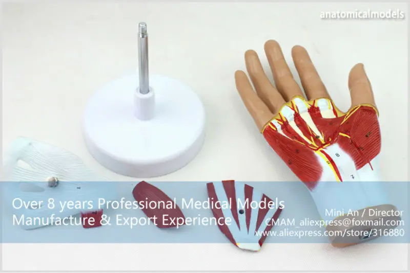 MUSCLE08 CMAM model 4-parts hand anatomy 10