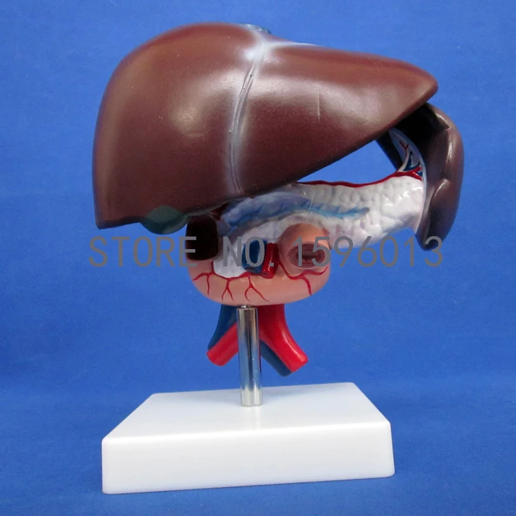 

Human Liver Model with Pancreas and Duodenum, Liver Anatomical Model, Liver, Pancreas and Duodenum Model