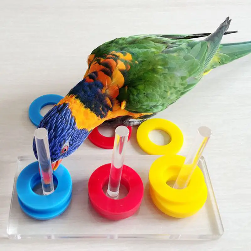 cockatiel puzzle toys