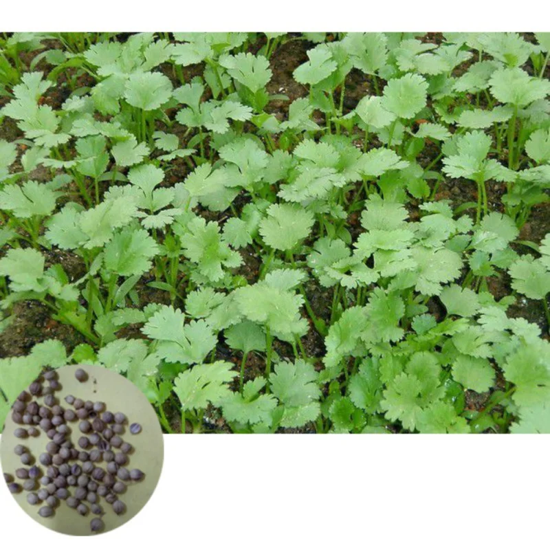 

500pcs/set Cilantro Seed Kit Coriander Chinese Parsley Seeds Garden Decor