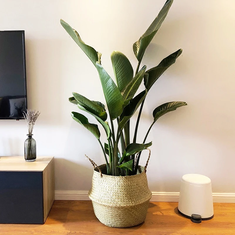 سلات تخزين اليدوية الخيزران طوي الغسيل القش خليط الخوص الروطان الأعشاب البحرية بطن أصيص أزهار الحديقة الغراس سلة سلات تخزين اليدوية الخيزران طوي الغسيل القش خليط الخوص الروطان الأعشاب البحرية بطن أصيص أزهار الحديقة الغراس سلة