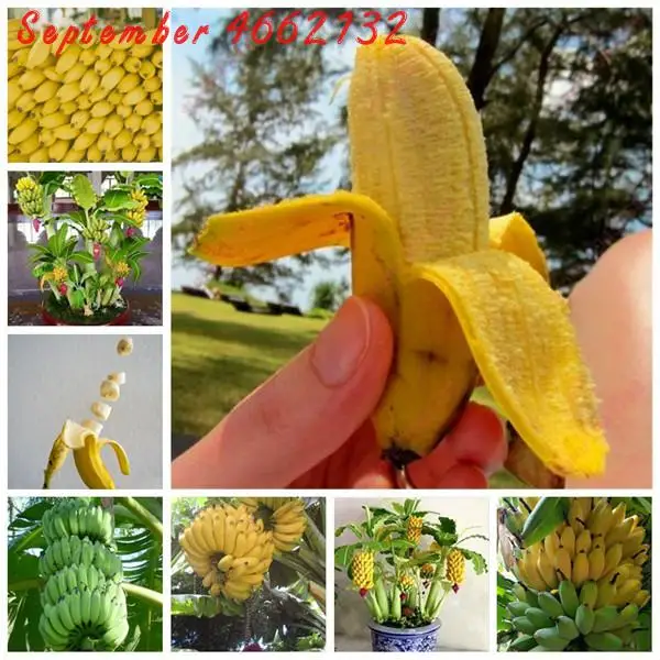 

Hot Sale!50 Pcs Dwarf Banana Bonsai Tree, Tropical Fruit Tree, Bonsai Balcony Flower for Home Planting, easy to plant