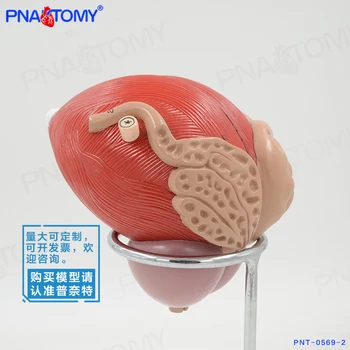 

Human bladder prostate model Genitouranary anatomy Urology model free shipping