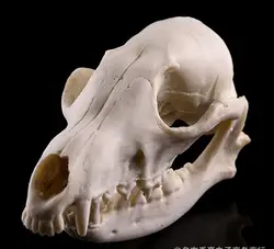 7x14.5x7.5 см/дикие лиса череп моделей высокого моделирования 1: 1 Смола диких животных череп модель украшения дома